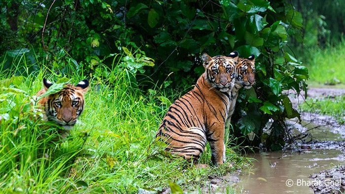 © Wildlife Photographs at Tadoba Andhari Tiger Reserve, Maharashtra, India by Bharat Goel, WIldnest team photographer. CC BY 2.0 