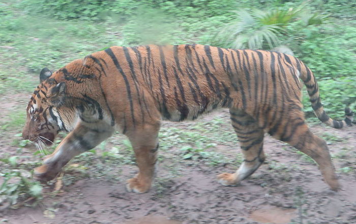 Photo © Jpbowen / Wikimedia Commons. Chongqing Zoo, China. CC BY-SA 4.0 