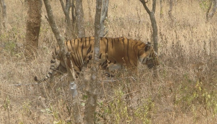 Photo © Sumeet Mulani / Flickr. Panthera tigris tigris. Bannerghatta Biological Park, Bangalore. CC BY-NC-SA 2.0  