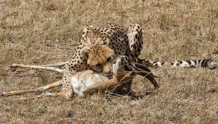 Photo © Tresa Moulton / iNaturalist.org. Kilgoris, Narok, Kenya. CC BY-NC 4.0 DEED 