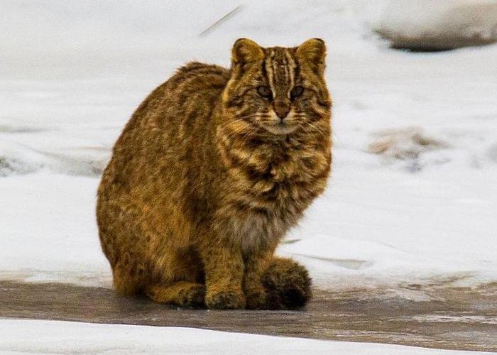 Амурский лесной кот - Кошачьи (Felidae)