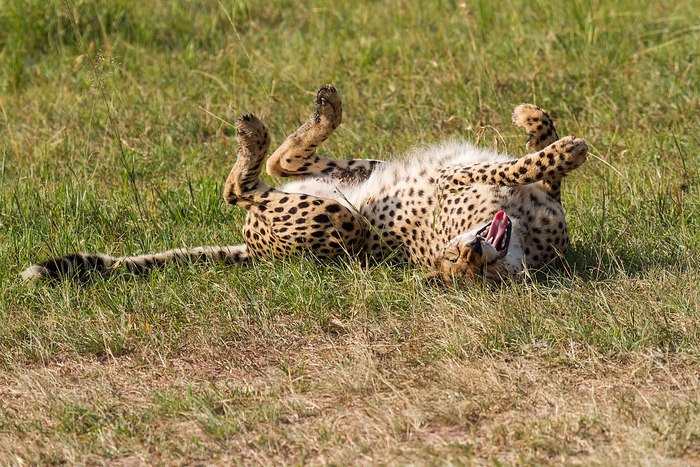 Photo © Benh LIEU SONG / Flickr. Masai Mara, Kenya. CC BY-SA 2.0 DEED 