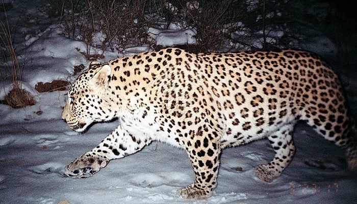 Photo © Persian Wildlife Heritage Foundation at www.earthtouchnews.com. Golestan National Park, Iran. 