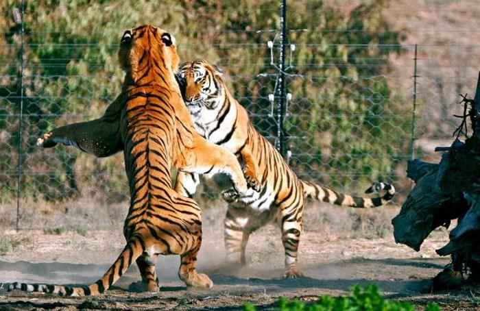 Tiger №327 with Cathay © China's Tiger at English Wikipedia. Laohu Valley, South Africa. CC BY-SA 2.5 