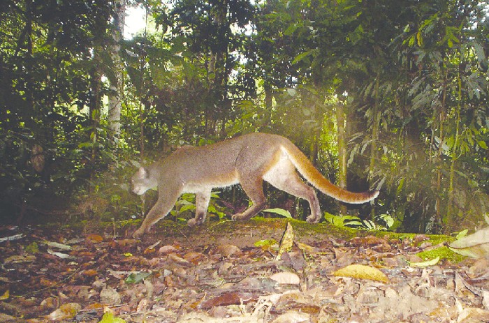 © Hearn et al., 2016 "Predicted distribution of the bay cat Catopuma badia (Mammalia: Carnivora: Felidae) on Borneo" Danum Valley Conservation Area, Sabah, Malaysia. Photograph by: A. J. Hearn & J. Ross. 