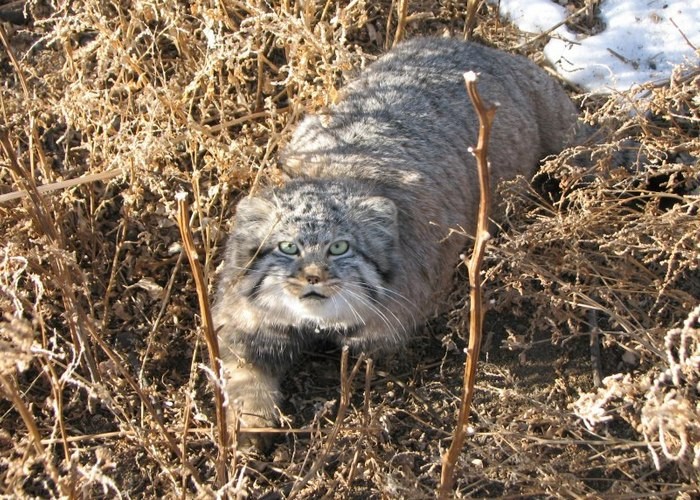 Фото © Анна Барашкова, Забайкалье. Pallas' Cat Study and Conservation Program