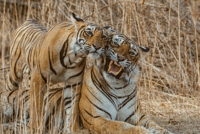 Photo © Uday Agashe / iNaturalist.org. Sawai Madhopur, Rajasthan, India. CC BY-NC 4.0 