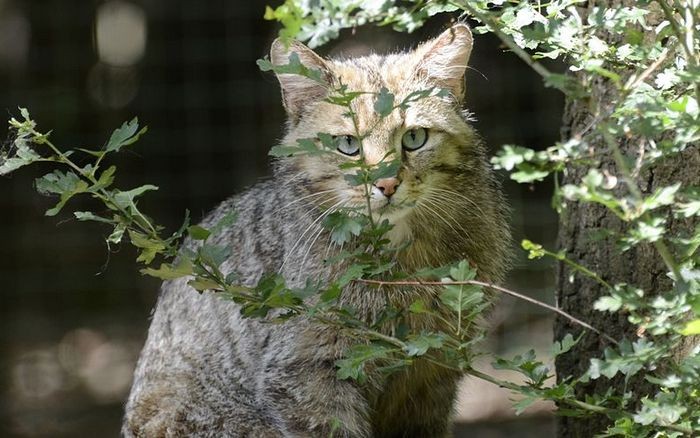 Реферат: Среднеевропейская лесная кошка