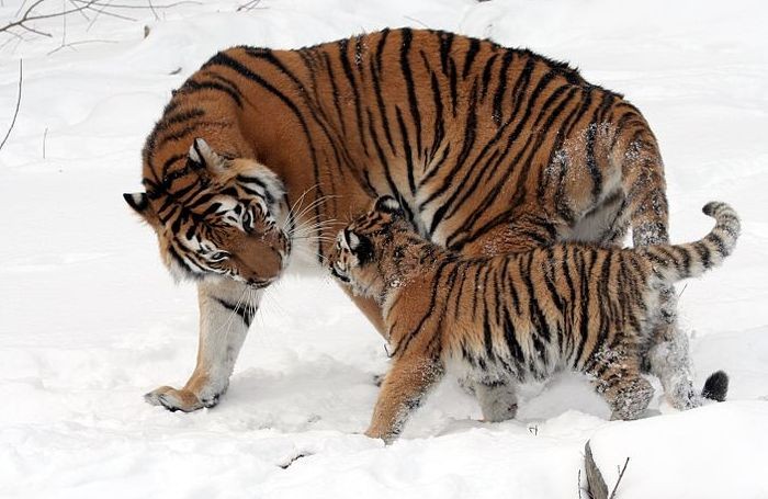 Амурский тигр. Photo © Dave Pape / Wikimedia Commons. Buffalo Zoo. Public domain