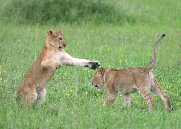 Photo © David Dennis / Flickr. Serengeti, Tanzania. CC BY-SA 2.0 