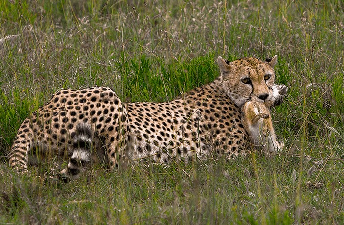 Photo © Rafi Amar / iNaturalist.org. Serengeti, Mara, Tanzania. CC BY-NC 4.0 DEED 
