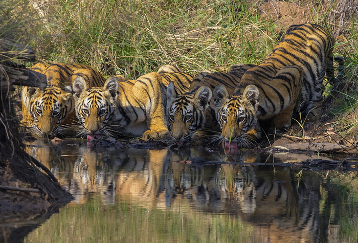Photo © vinodudhwani / iNaturalist.org. Tadoba Andhari Tiger Reserve, Maharashtra, India. CC BY-NC 4.0 