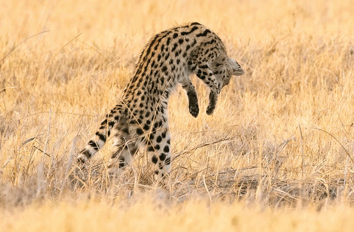 Photo © Morten Ross / iNaturalist.org. Chobe, Botswana. CC BY-NC 4.0 