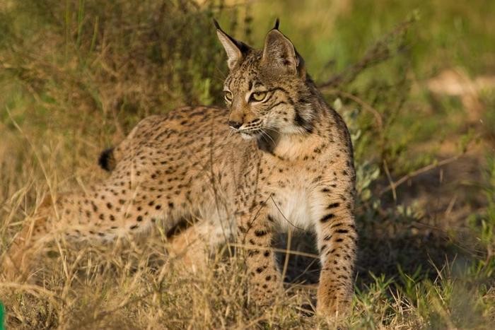 Programa de Conservación Ex-situ del Lince Ibérico /Iberian Lynx Ex-situ Conservation Programme. CC BY 3.0 ES 