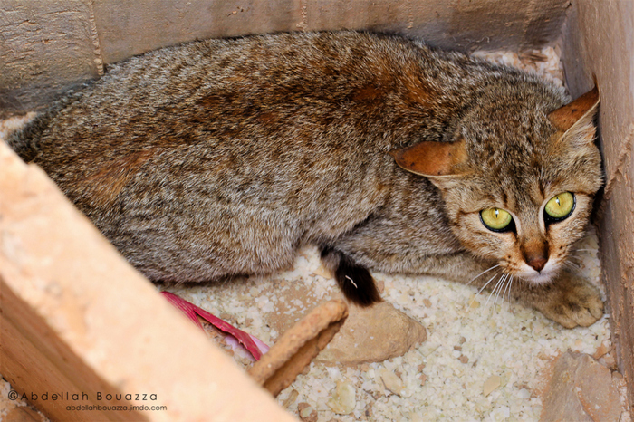 Африканский степной кот - Кошачьи (Felidae)