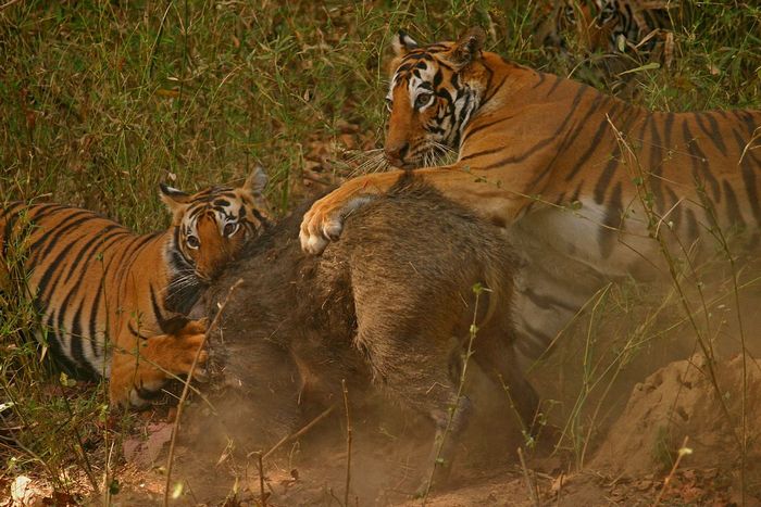 Photo © Davidvraju / Wikimedia Commons. Kanha Tiger Reserve, India. CC BY-SA 4.0 