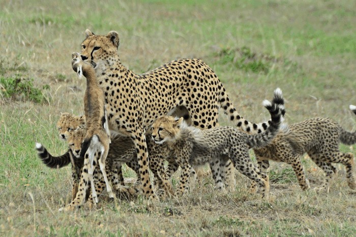 Photo © mikeloomis / iNaturalist.org. Kilgoris, Narok, Kenya. CC BY-NC 4.0 DEED 