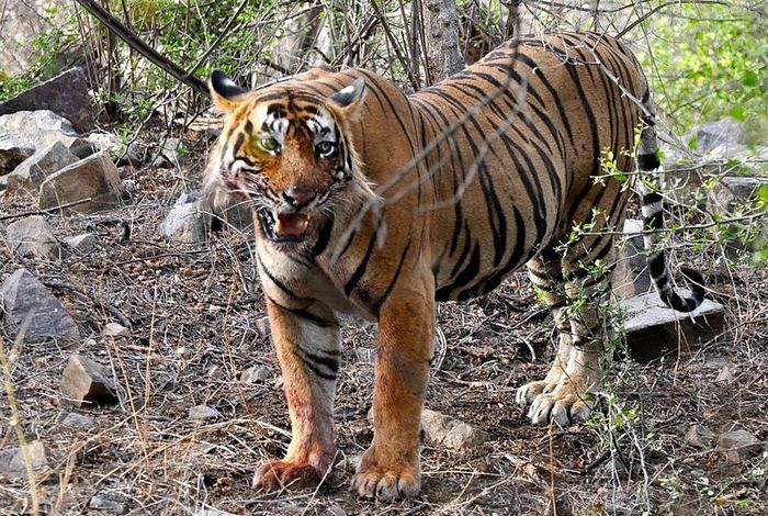 Бенгальский тигр. Photo © Himangini Rathore Hooja / Wikimedia Commons. Ranthambore. CC0 1.0