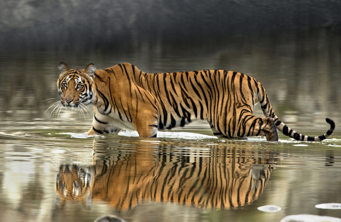 Photo © mohanthomas / iNaturalist.org. Uttarakhand, Uttaranchal, India. CC BY-NC 4.0 