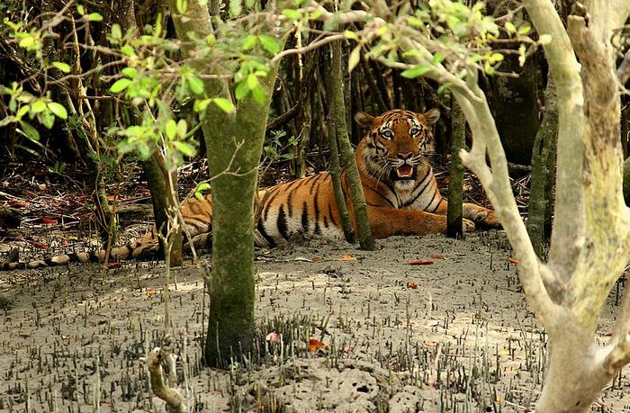 Photo © Davidvraju / Wikimedia Commons. Sundarban Tiger Reserve, West Bengal, India. CC BY-SA 4.0 