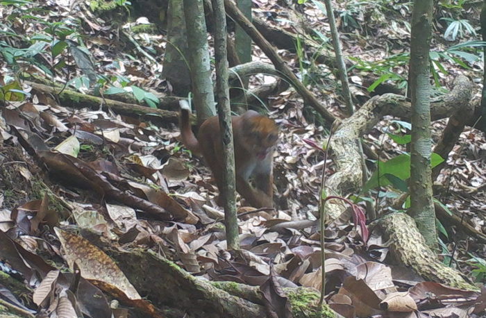© eMammal. Lanjak Entimau Wildlife Sanctuary, Sarawak, Malaysia. CC BY-NC-SA 4.0 