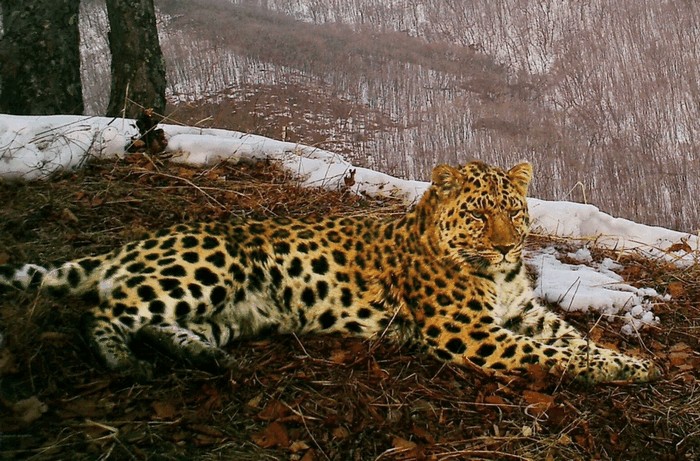 Photo © petr_sonin / iNaturalist.org. Khasanskiy rayon, Primor'ye, Russia. CC BY-NC 4.0 