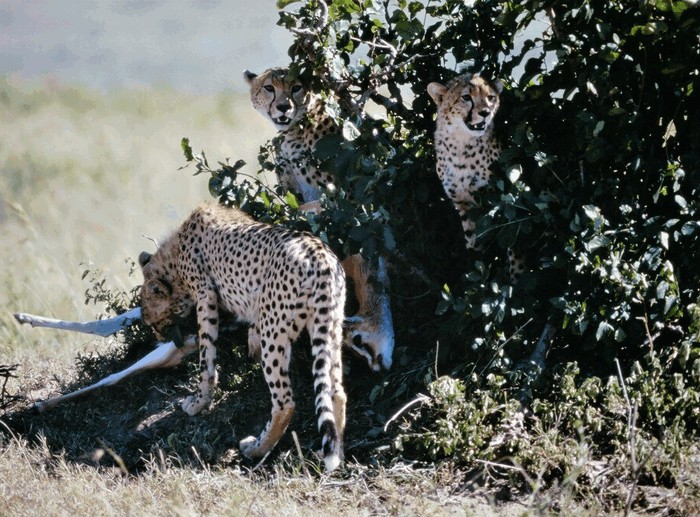 Photo © CORDENOS Thierry / iNaturalist.org. Kilgoris, Narok, Kenya. CC BY-NC 4.0 DEED 