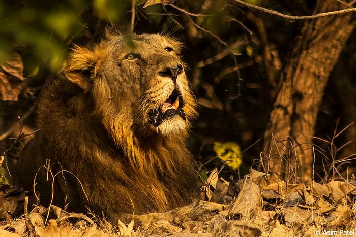 Азиатский лев. Photo © Asim Patel / Wikimrdia Commons. Sasan Gir forest, India. CC BY-SA 3.0