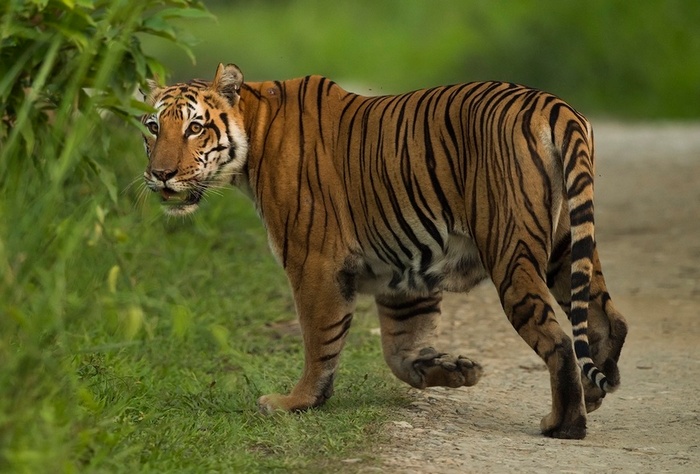 Photo © eshamunshi / iNaturalist.org. Golaghat, Assam, India. CC BY-NC 4.0 