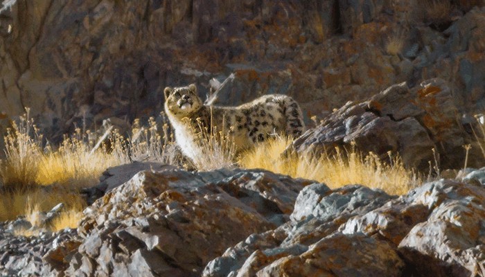 Photo © Yeray Seminario / iNaturalist.org. Leh (Ladakh), Jammu and Kashmir, India. CC BY-NC 4.0 