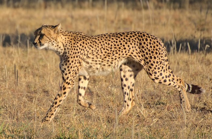 Photo © Alexander Klink / Wikimedia Commons. Cheetah Conservation Fund, Otjiwarongo, Namibia. CC BY 4.0 DEED 