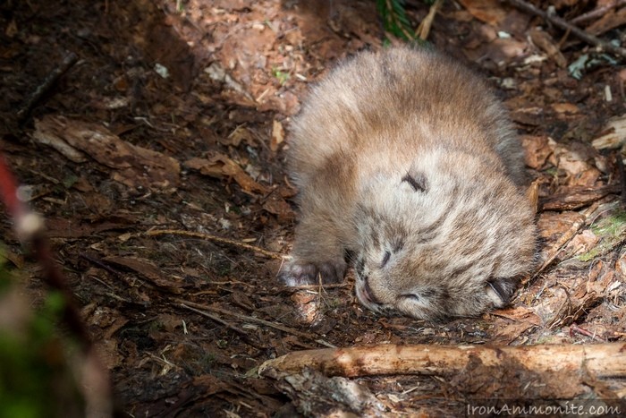 Photo by Paul Williamsat Flickr. 2 week old wild Canada Lynx in den, Maine, USA. CC BY-NC 2.0 