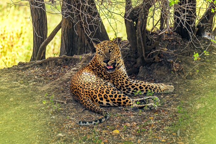 © Валерия Трейтяк. Yala National Park, Thissamaharama, Hambantota, Sri Lanka. All rights reserved 