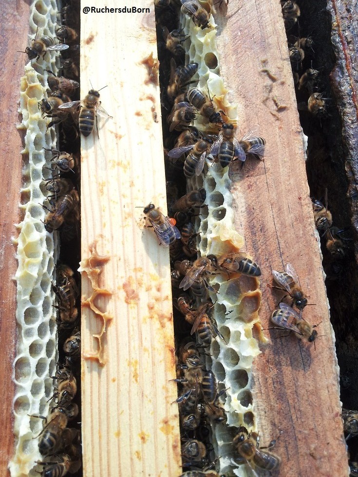 hausse de miel de bruyère des Landes (juin, juillet)