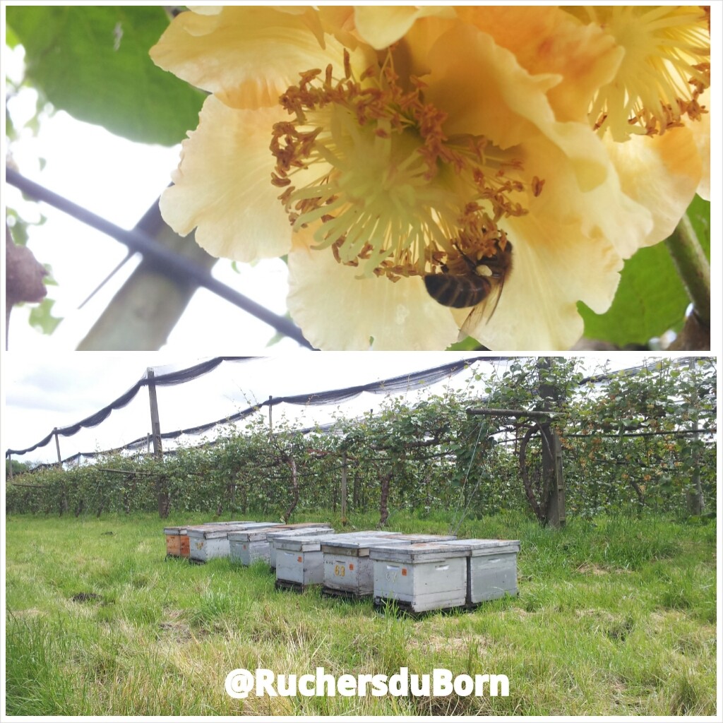 pollinisation des kiwis de l'Adour