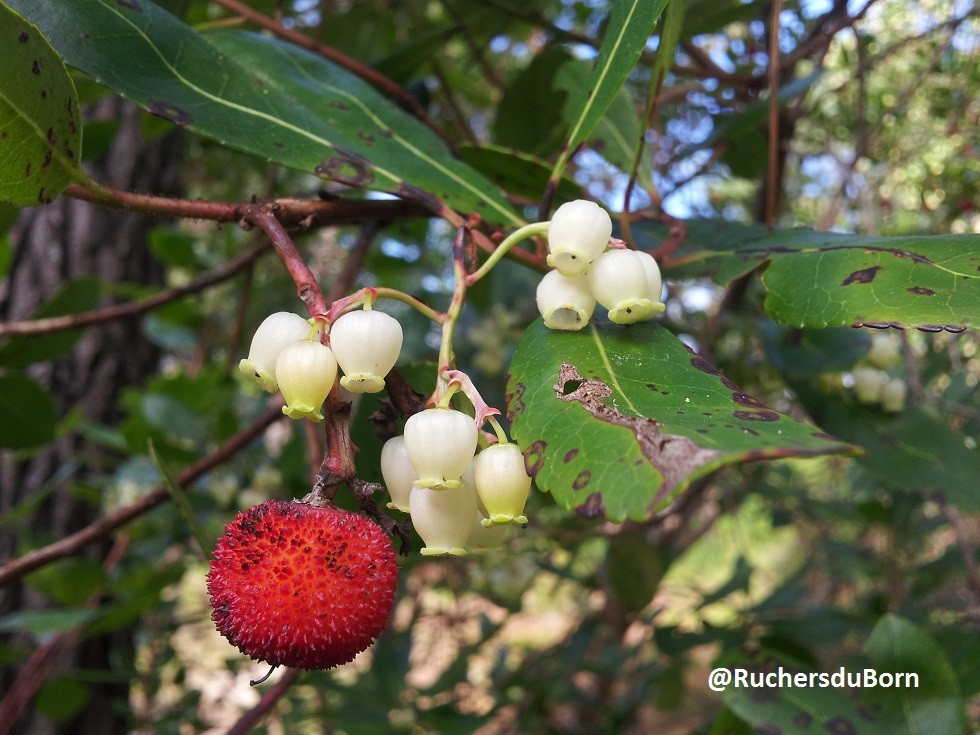 arbousier : fruits et fleurs (octobre)