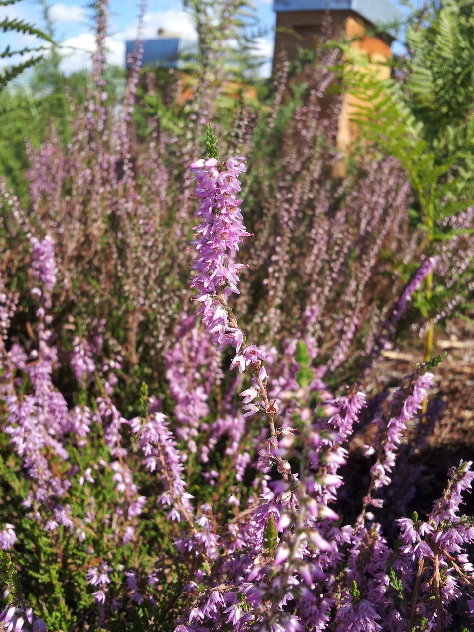 callune en fleurs (septembre)