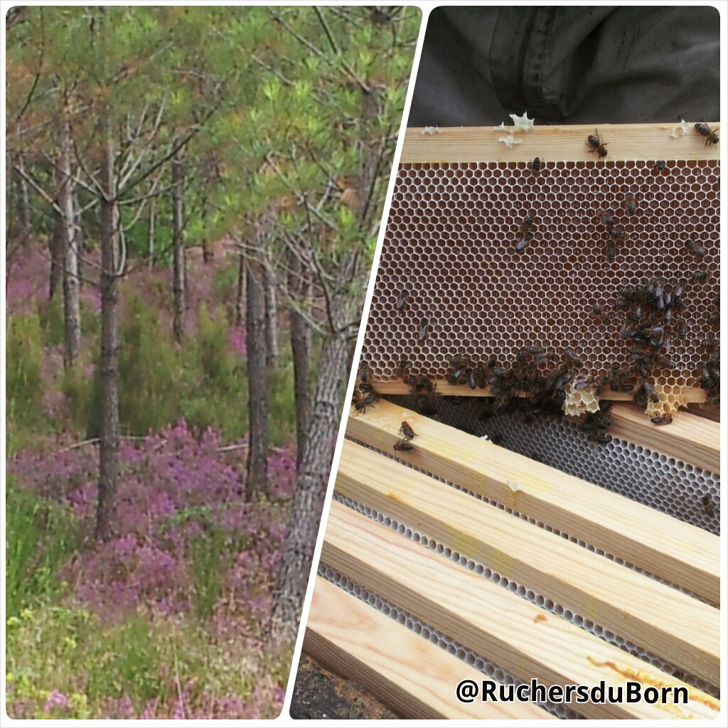 bruyère en sous bois et miel de bruyère des Landes