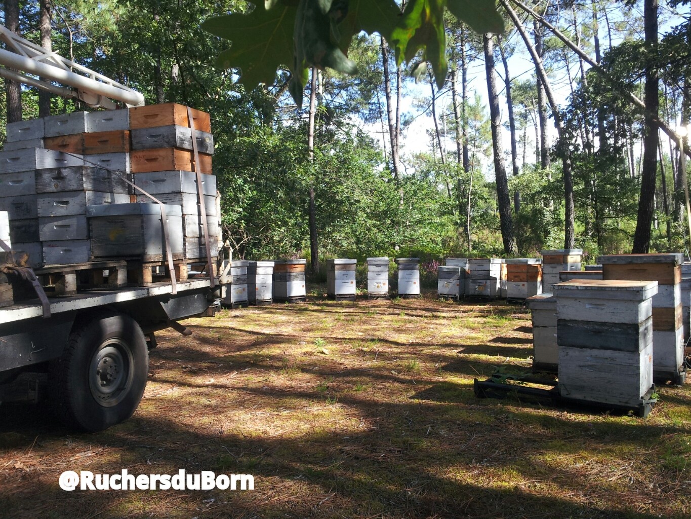 Ruchers dans les Landes sur la miellée de bruyère