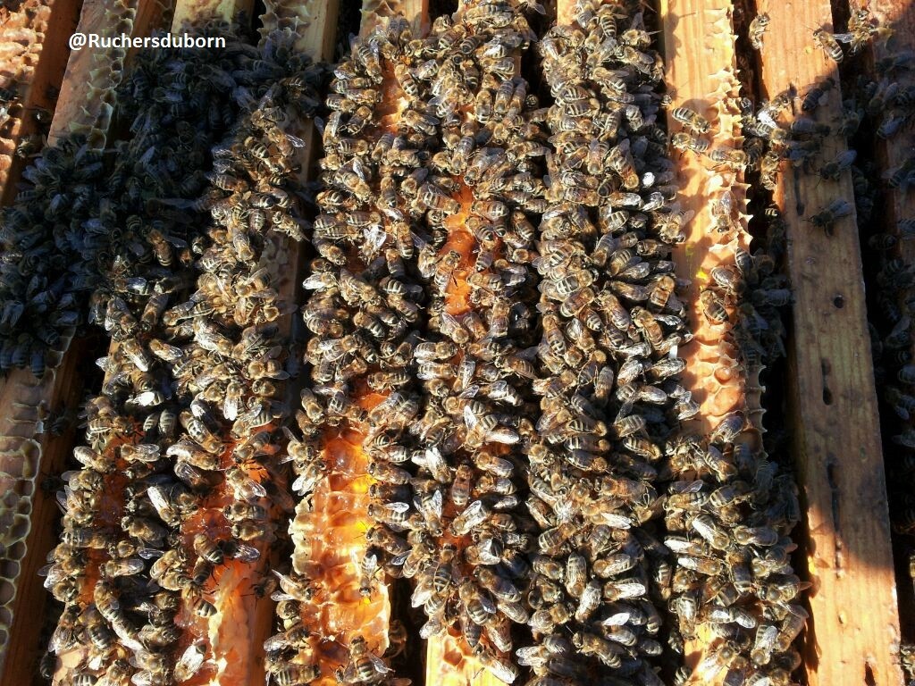 hausse de miel de callune des Landes (octobre)