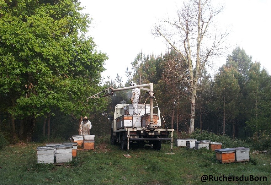 chargement des dernières ruches sur la dune qui ont fait la miellée d'arbousier pour les amener à celle d'acacia