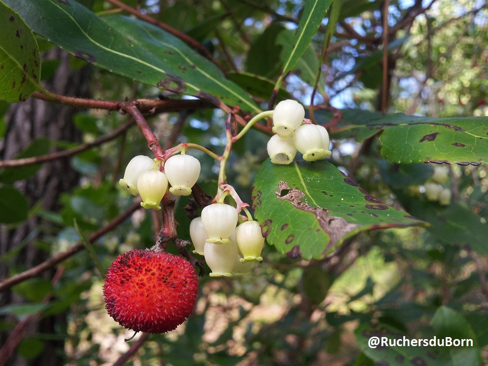 arbousier : fleurs et fruits (octobre)