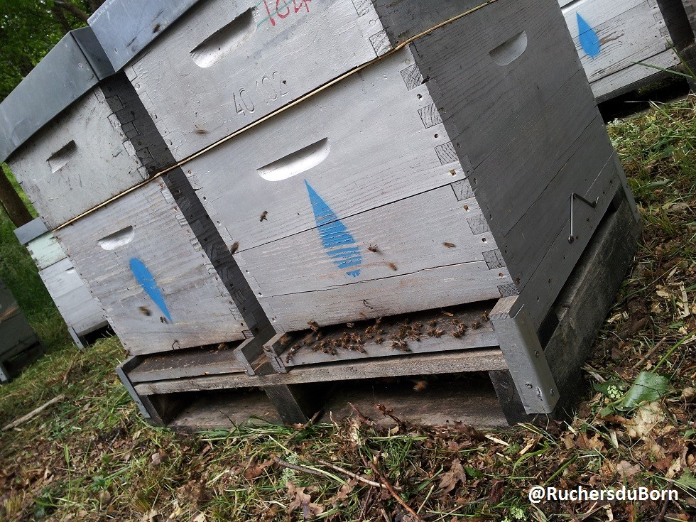 ouverture de ruches après transhumance (mai)