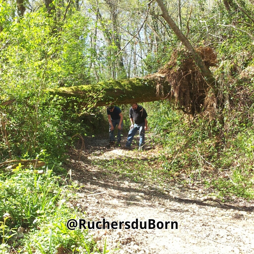 travailler dans et avec la nature : un arbre en travers du chemin qui mène au rucher...