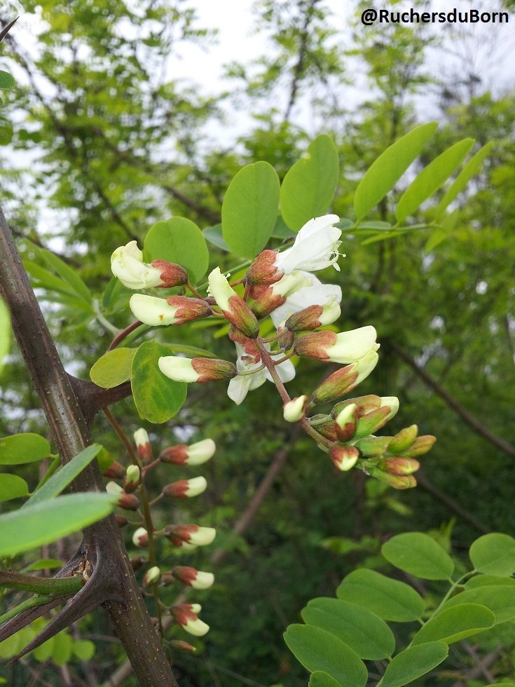 ouverture des fleurs d'acacia (mai)