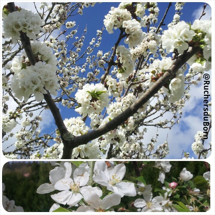 cerisier et pommier en fleurs