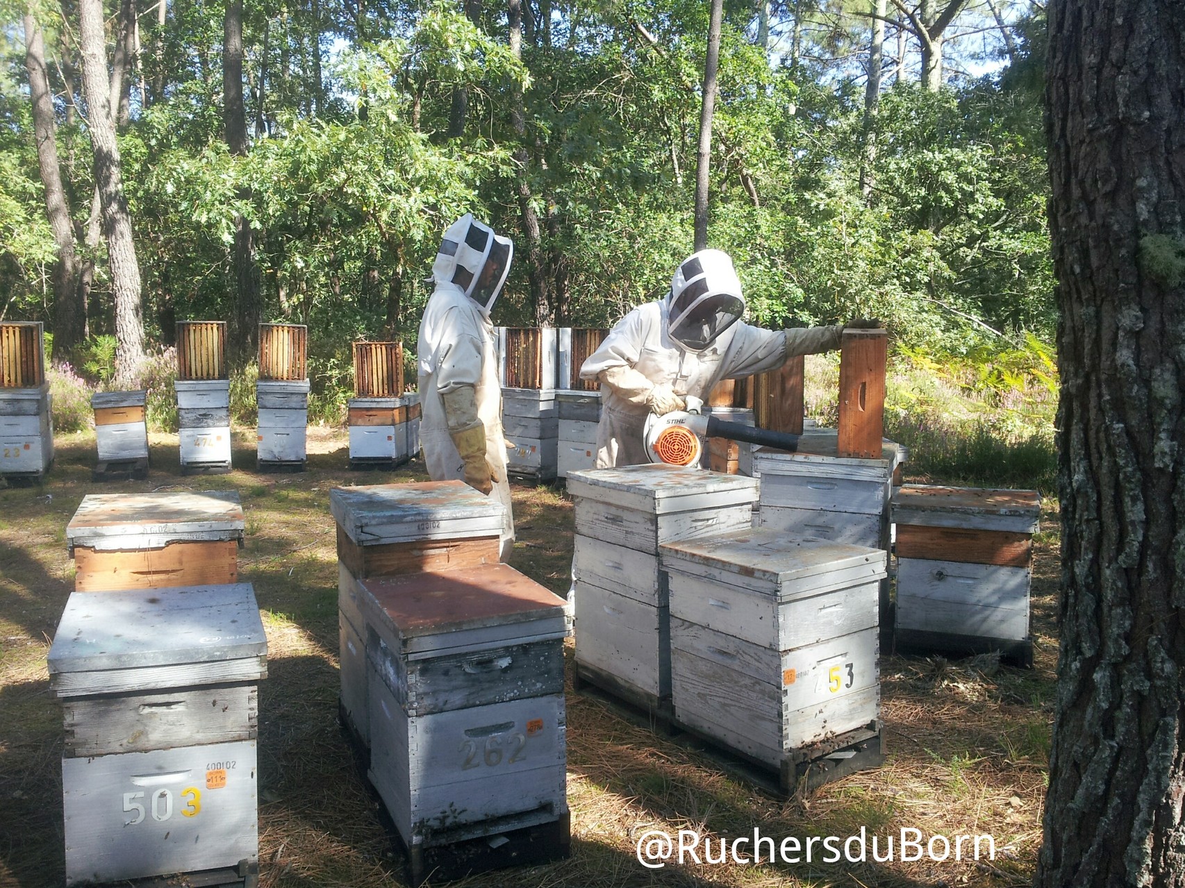 Récolte de miel de bruyère des Landes