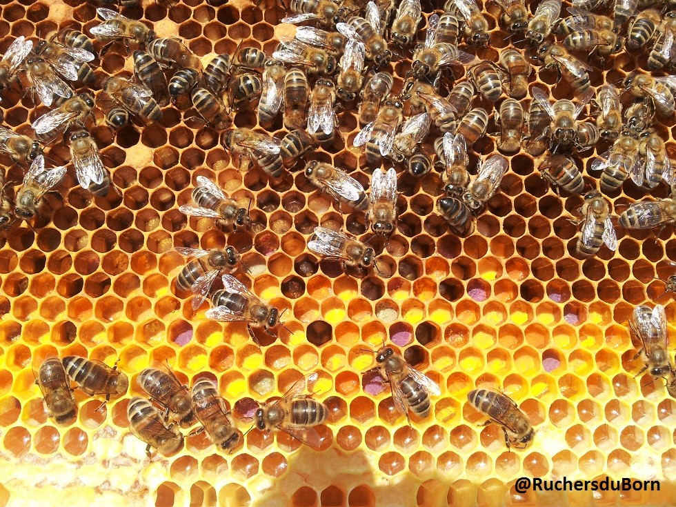 cadre de pollen : biodiversité de la forêt landaise (juin)