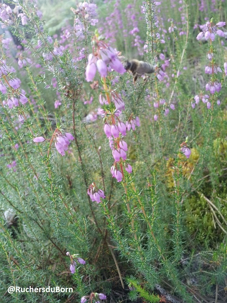 abeille sur fleurs de bruyère des Landes (juin, juillet)