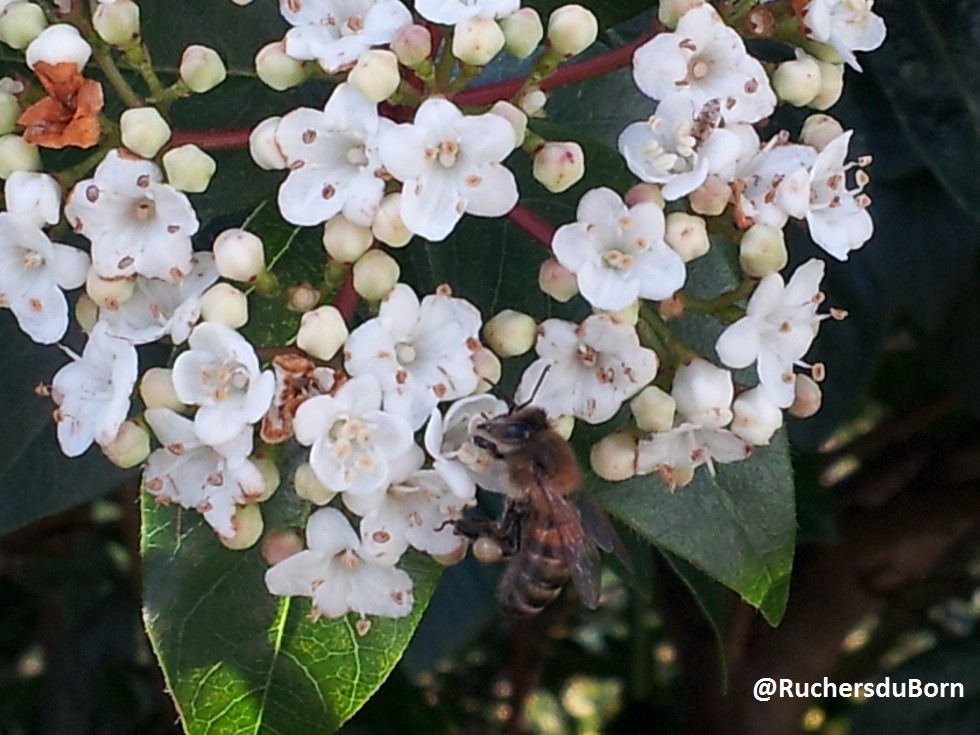 abeille sur laurier-thym (mars)